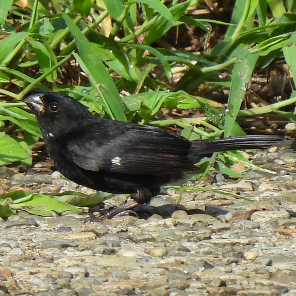 カワリヒメウソ - ML642774300