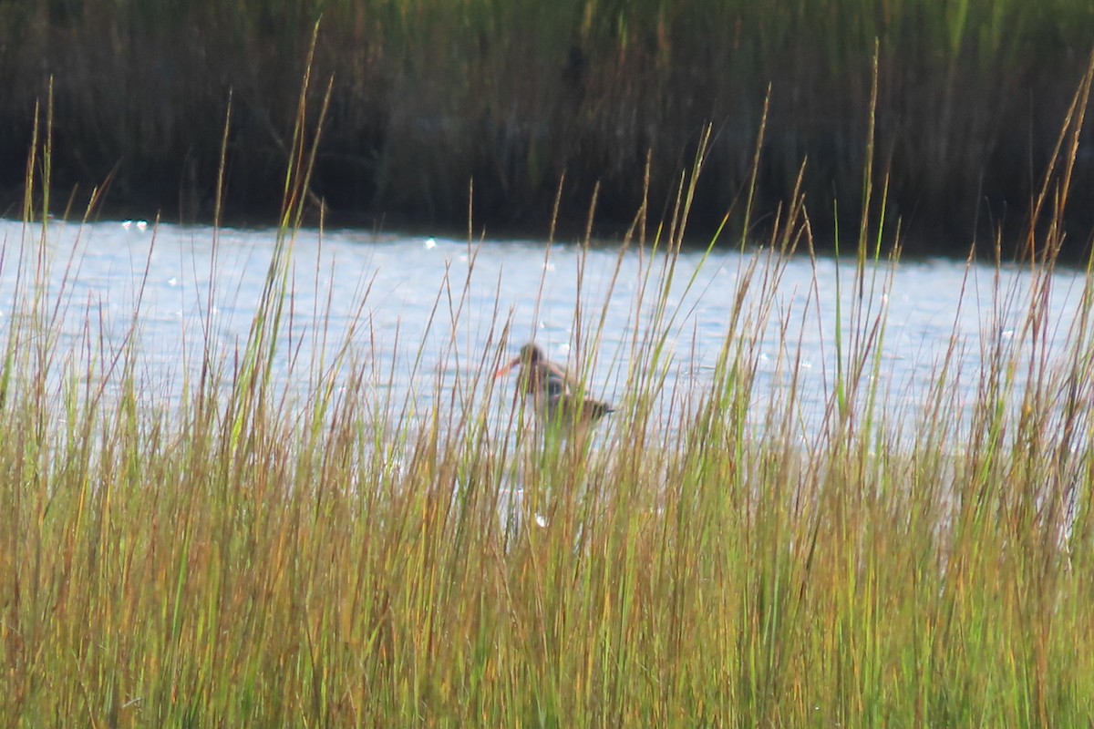 American Oystercatcher - ML642774302