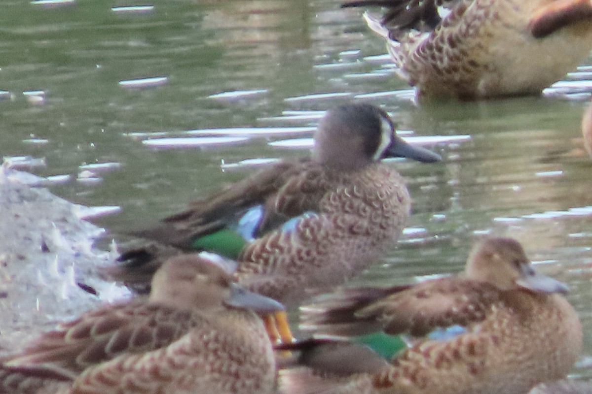 Blue-winged Teal - ML642774308
