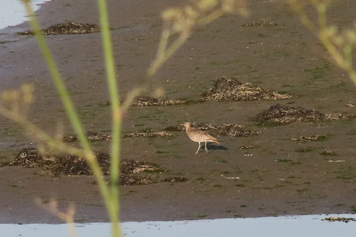 Eurasian Whimbrel - ML642774333