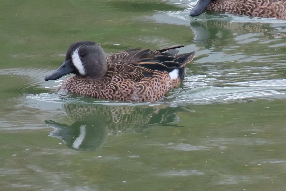 Blue-winged Teal - ML642774339