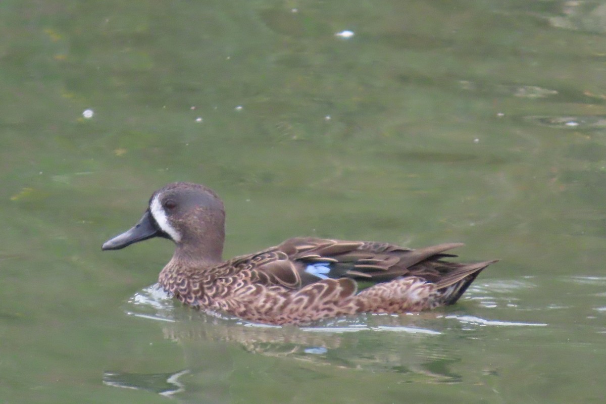 Blue-winged Teal - ML642774340
