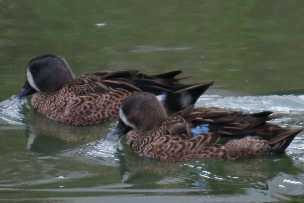 Blue-winged Teal - ML642774341