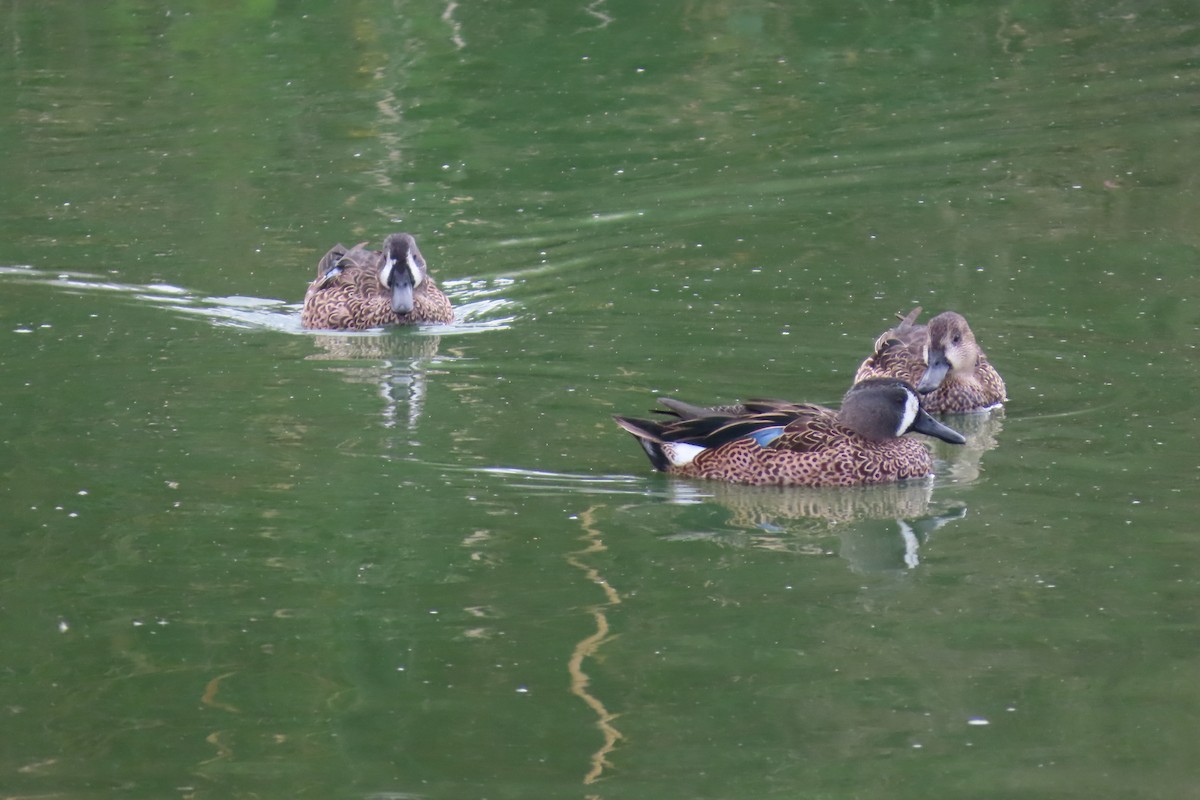 Blue-winged Teal - ML642774342