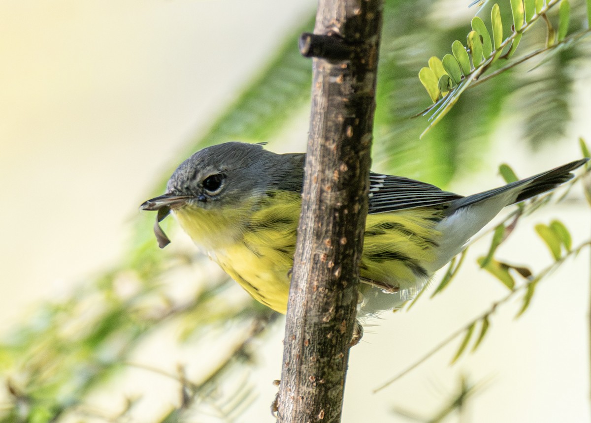 Magnolia Warbler - ML642774344