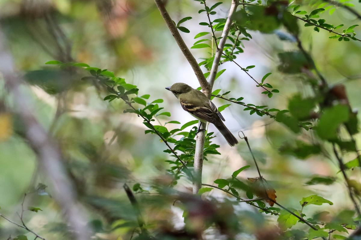 Acadian Flycatcher - ML642774353
