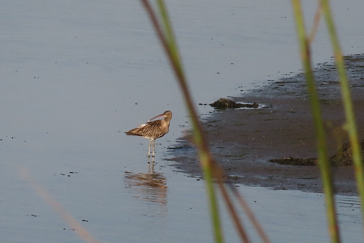 Eurasian Curlew - ML642774358