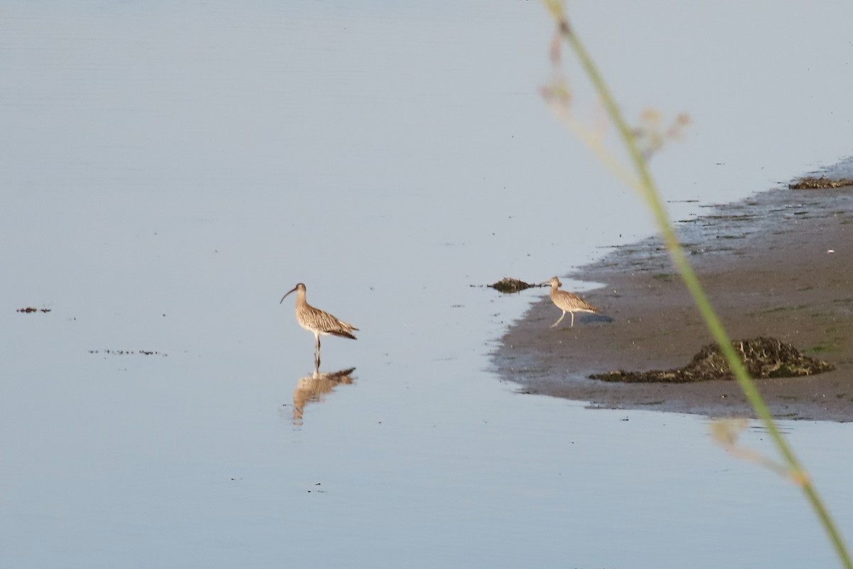 Eurasian Curlew - ML642774359