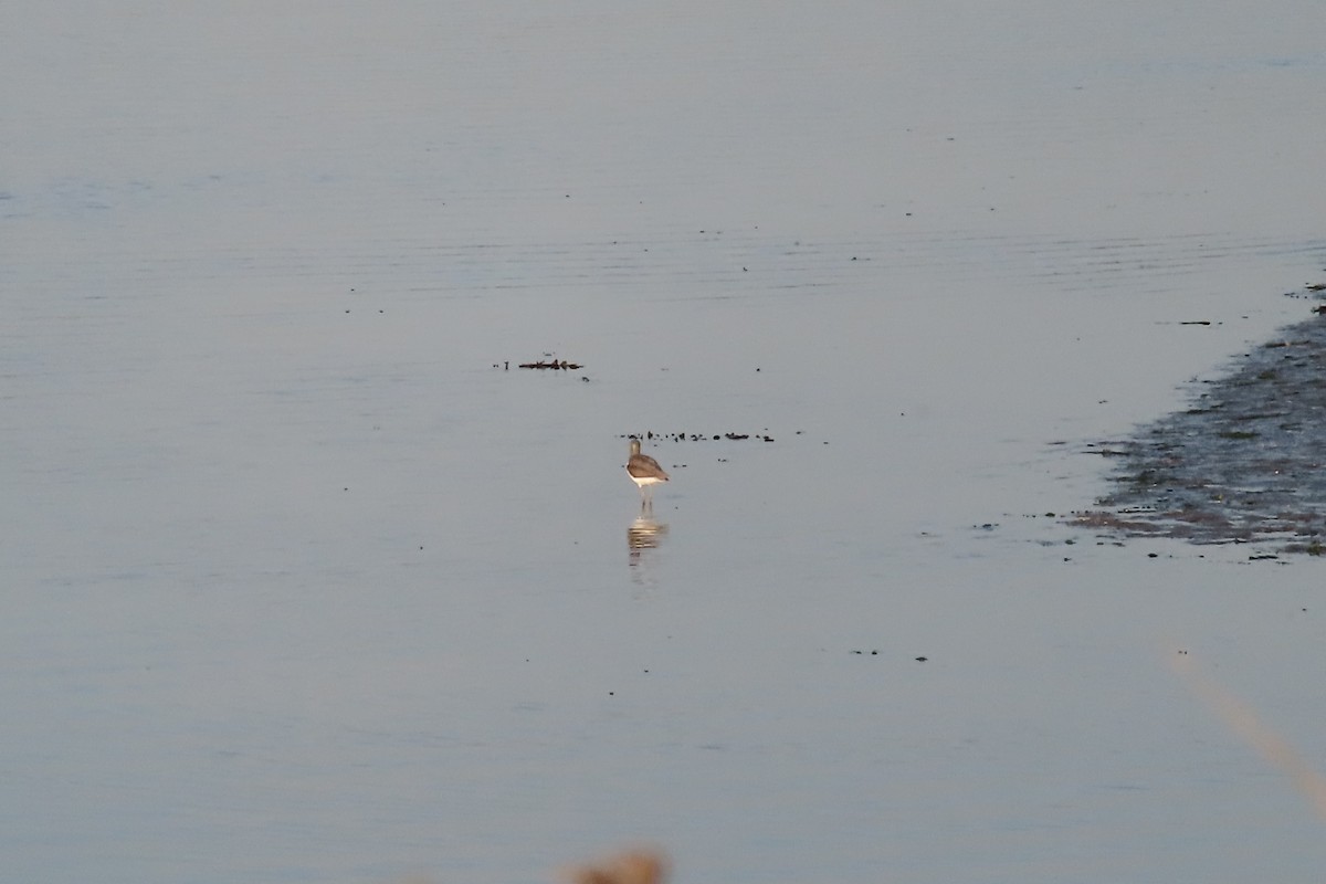 Common Greenshank - ML642774398