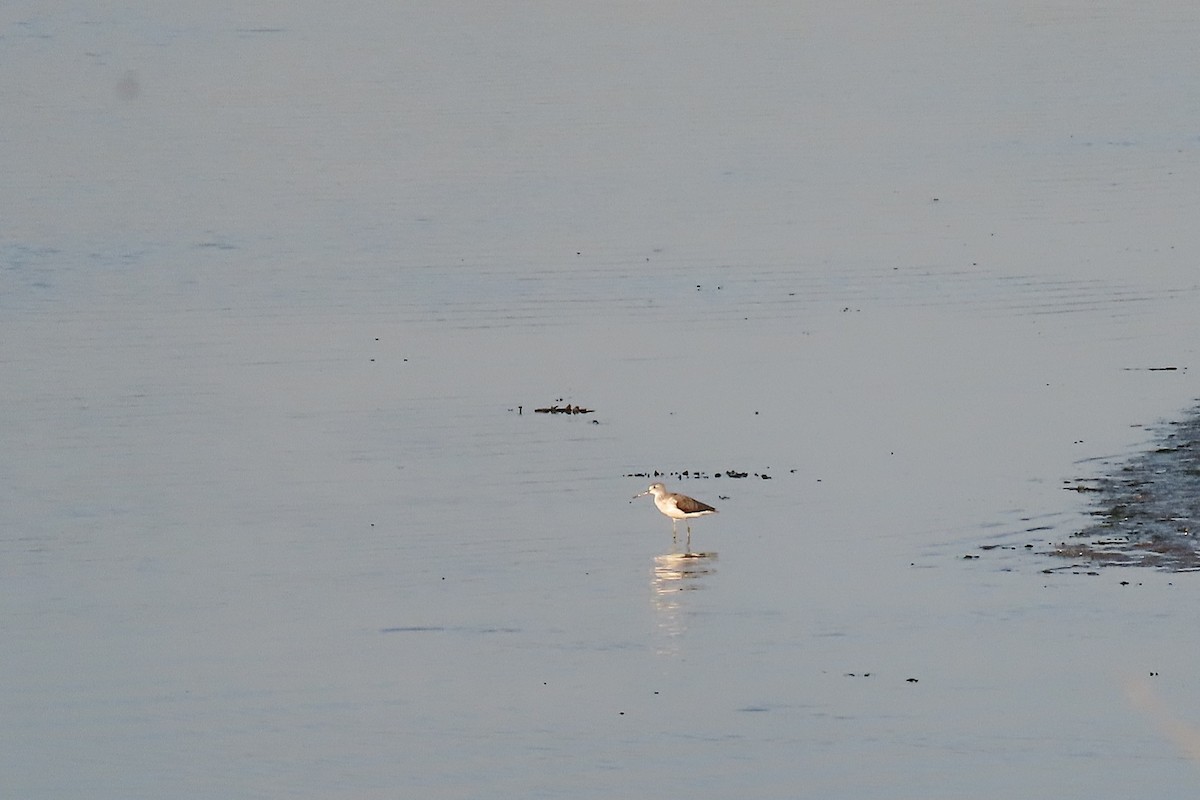 Common Greenshank - ML642774399