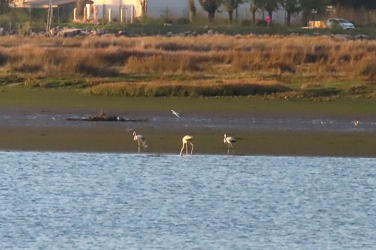 Greater Flamingo - ML642774419