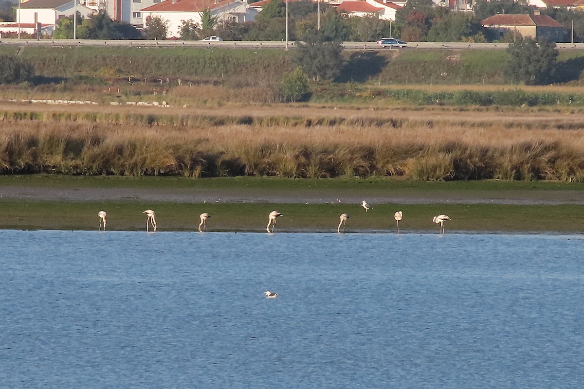 Greater Flamingo - ML642774420