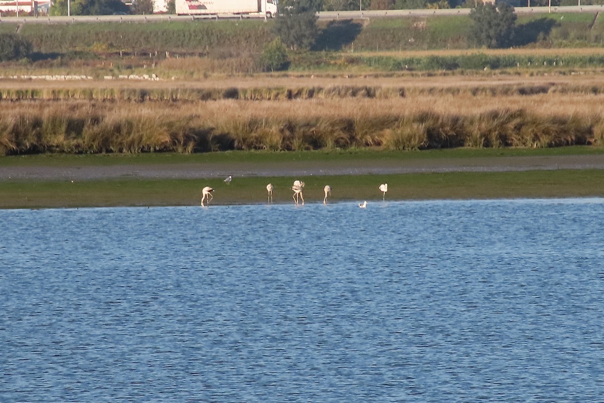 Greater Flamingo - ML642774421