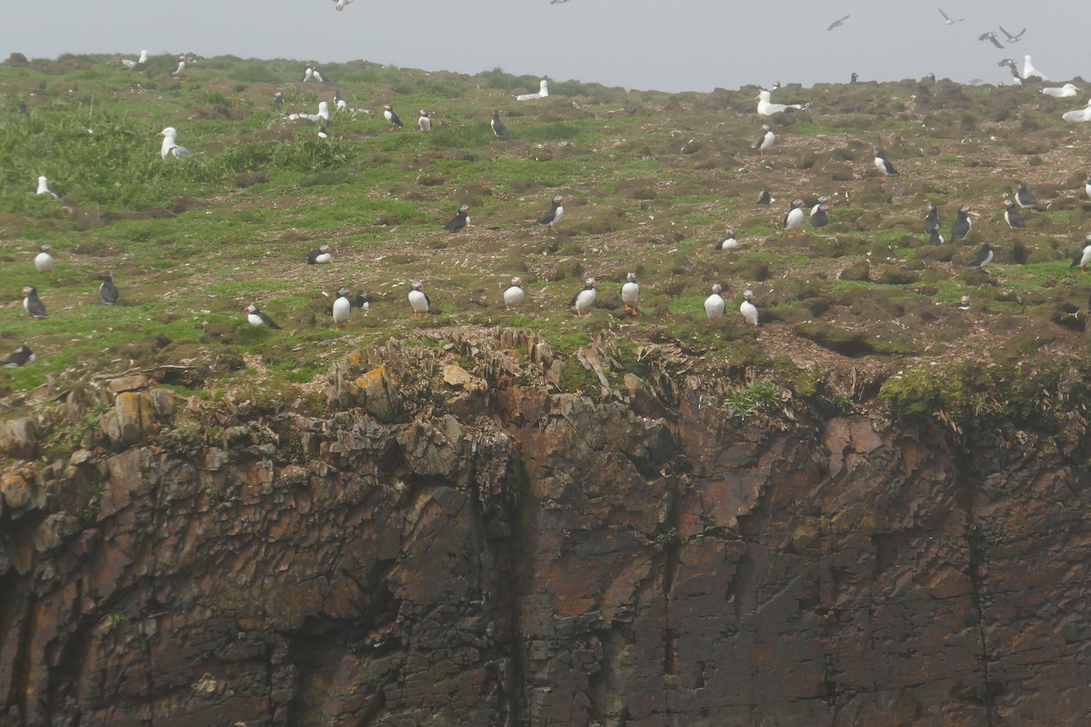 Atlantic Puffin - ML642774423