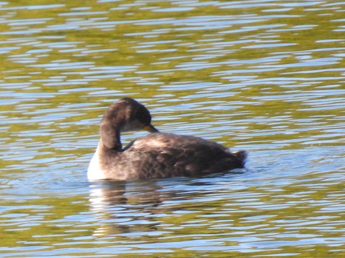 Red-necked Grebe - ML642774441