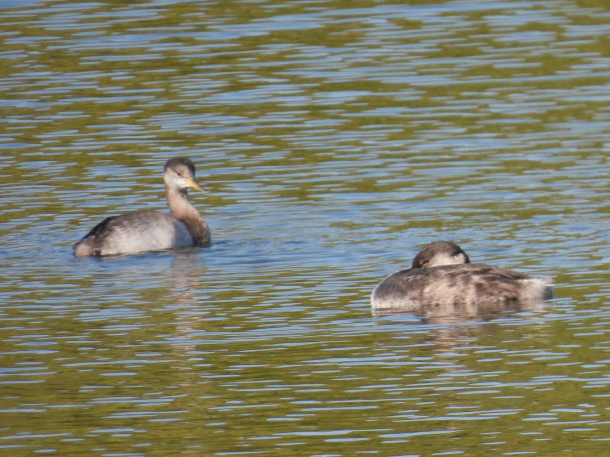 Red-necked Grebe - ML642774442