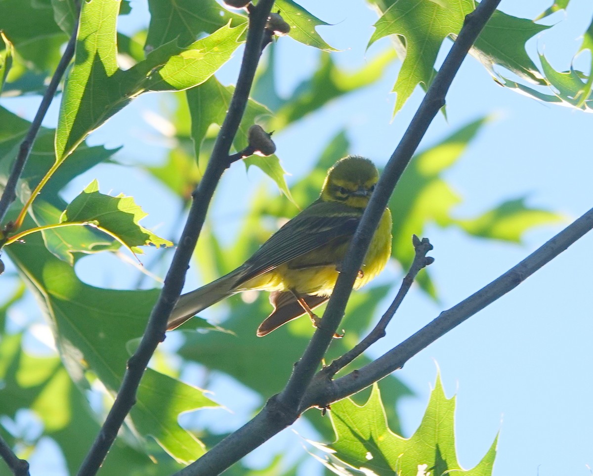 Prairie Warbler - ML642774473