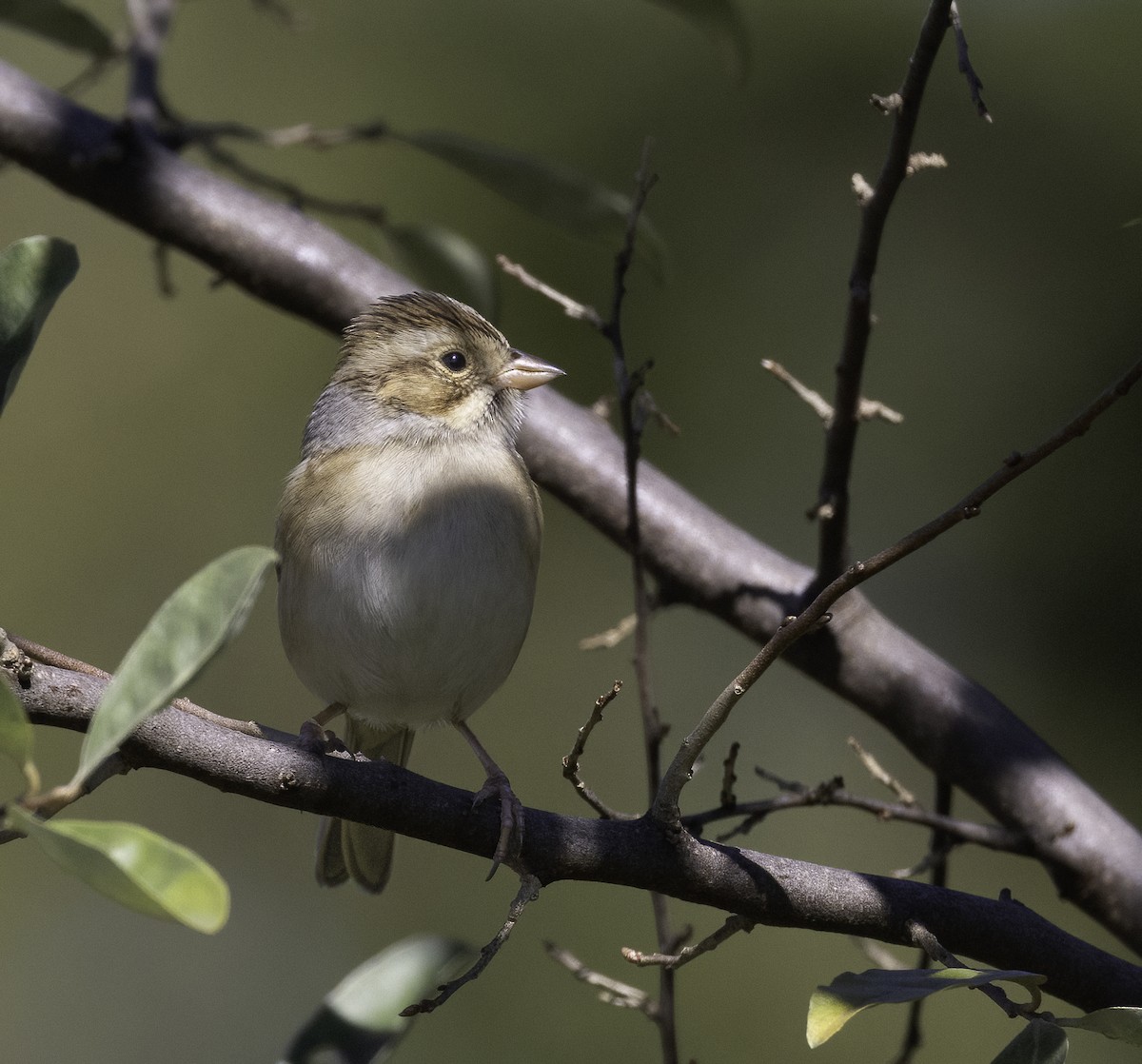 Clay-colored Sparrow - ML642774475