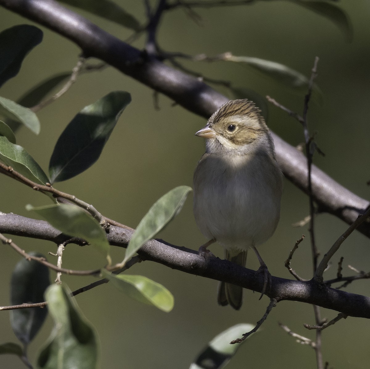 Clay-colored Sparrow - ML642774476