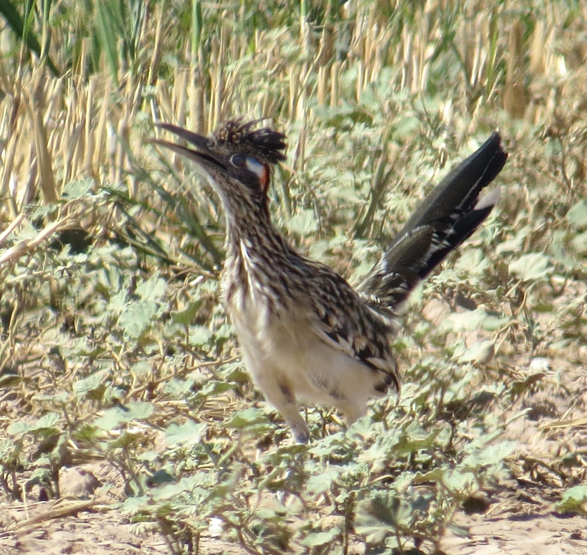 Greater Roadrunner - ML642774477