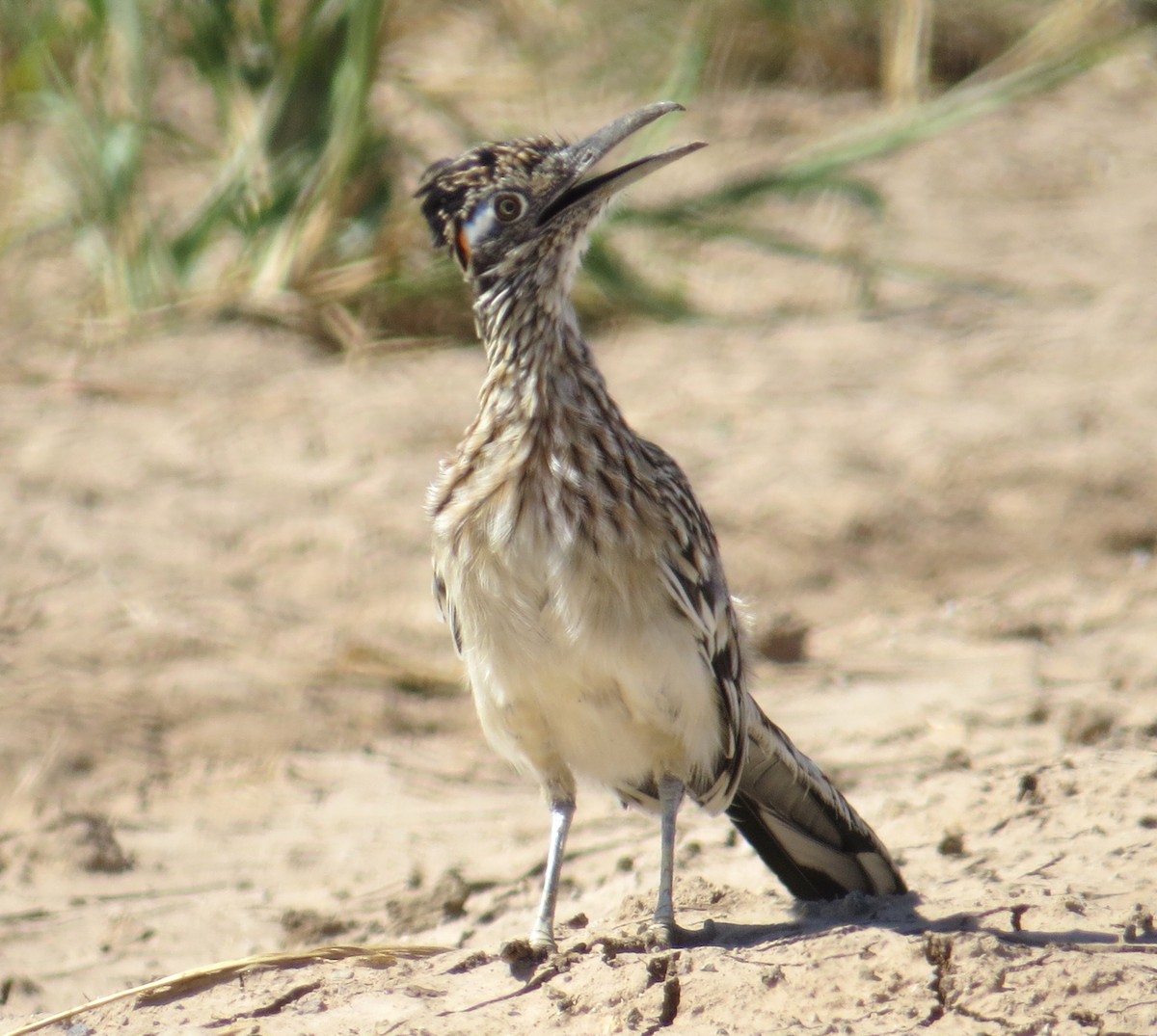 Greater Roadrunner - ML642774487