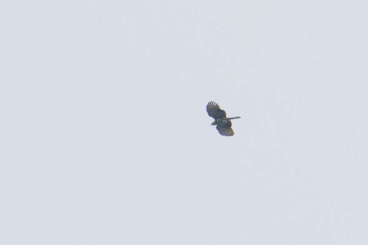 Hook-billed Kite - ML642774489