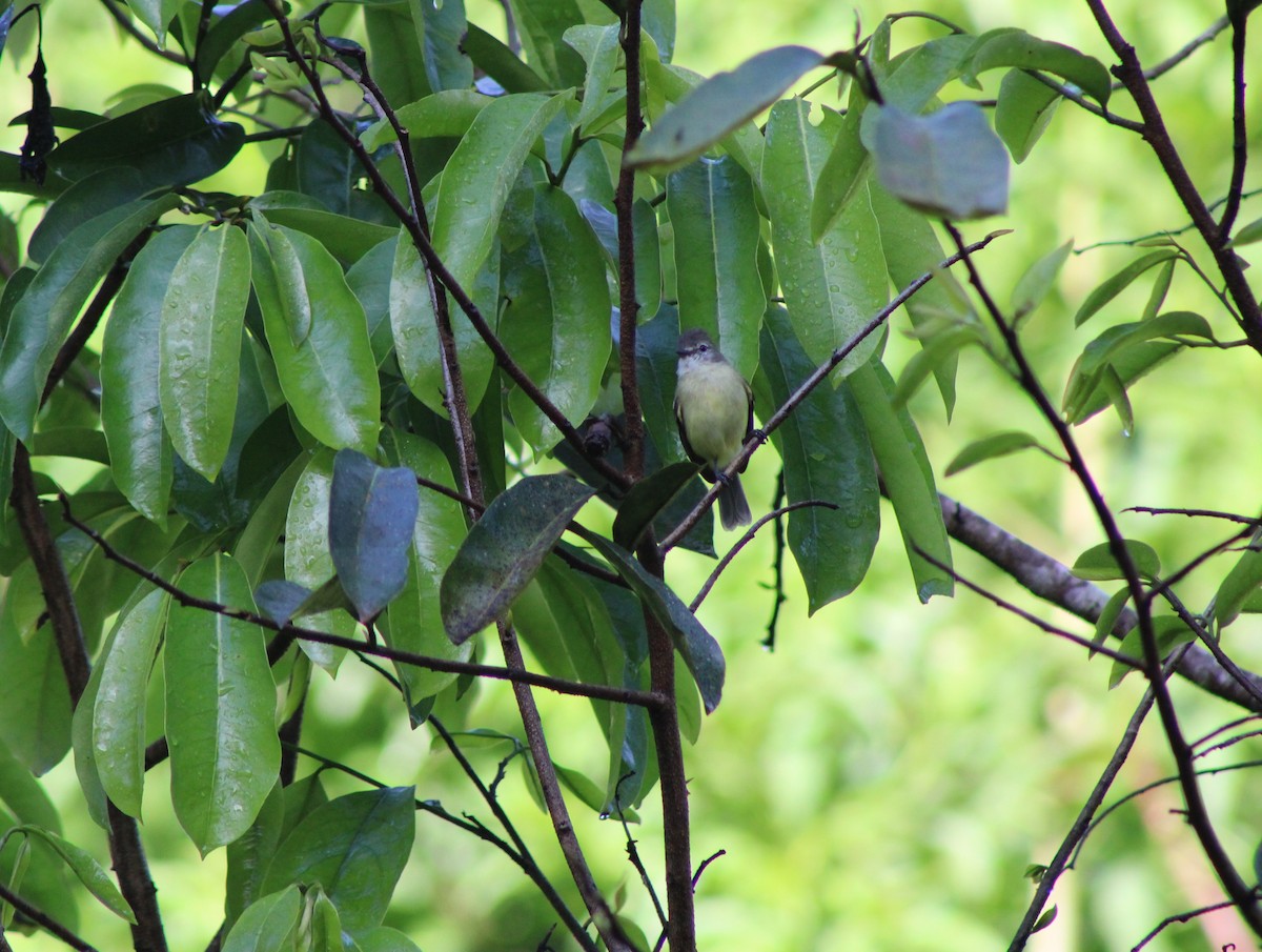 Southern Beardless-Tyrannulet - ML642774491