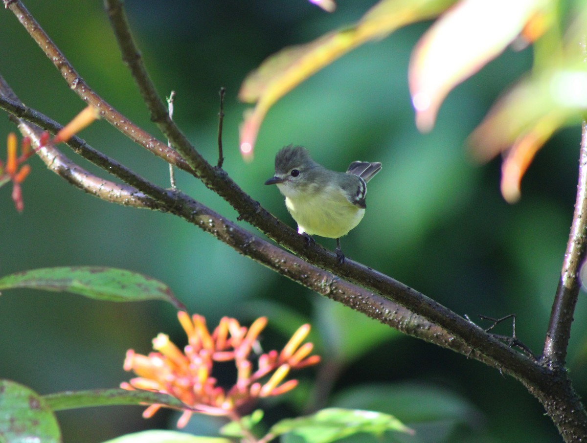 Southern Beardless-Tyrannulet - ML642774492