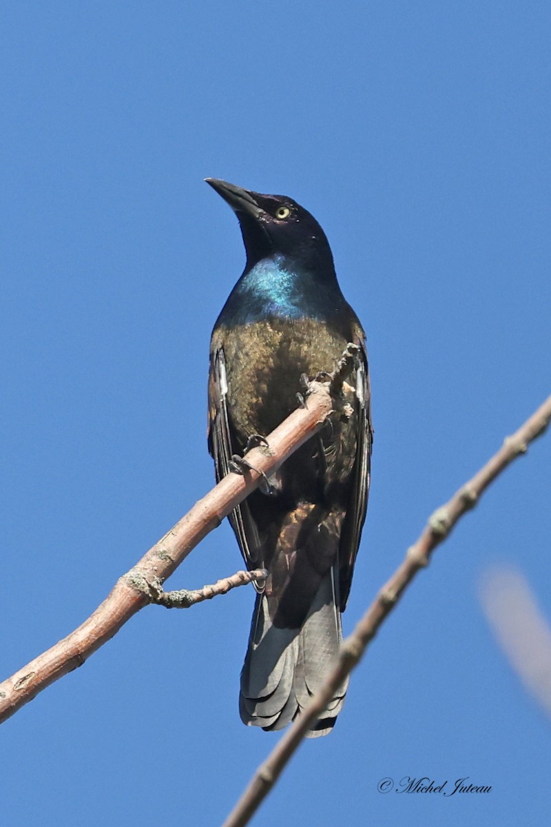 Common Grackle - ML642774494