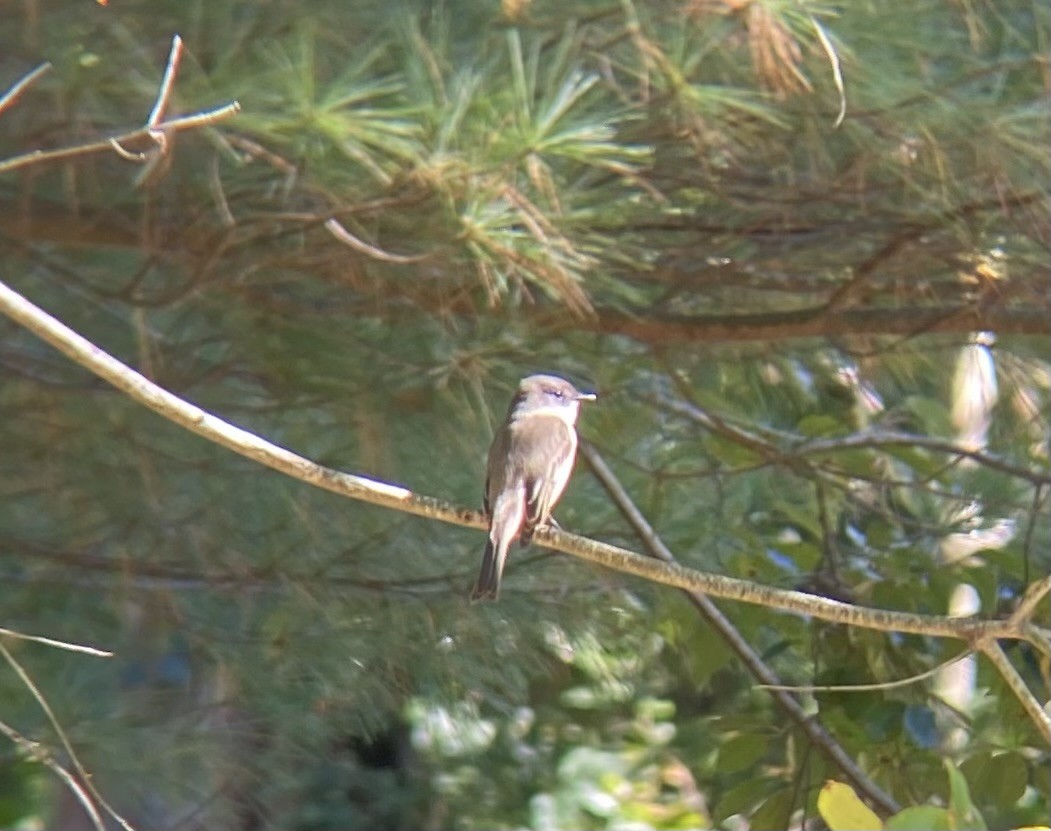 Eastern Phoebe - ML642774500