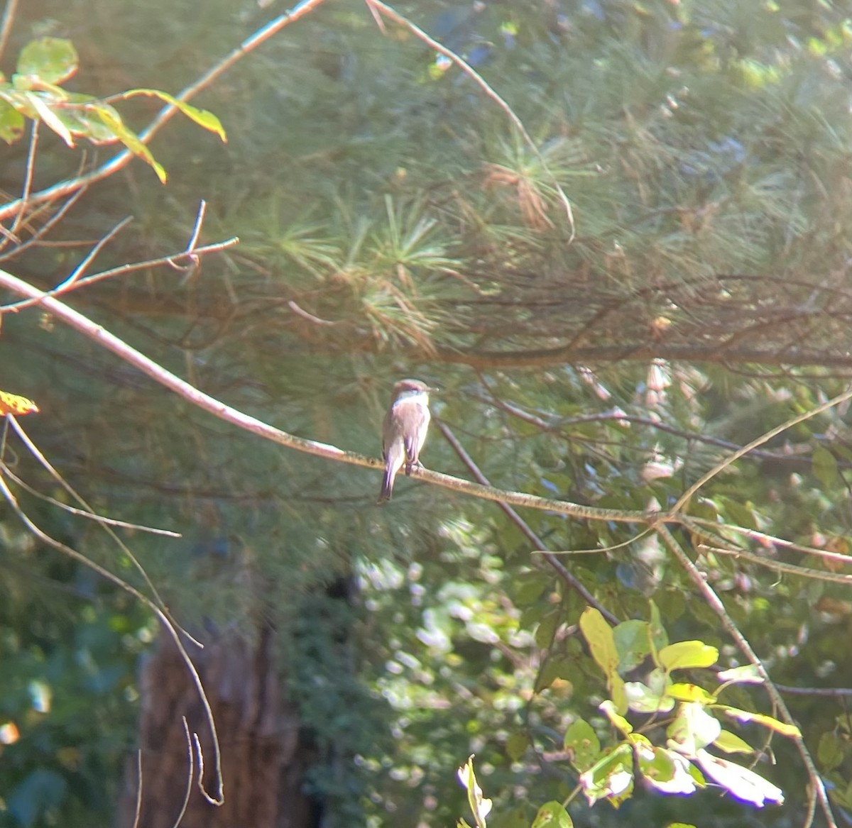 Eastern Phoebe - ML642774501