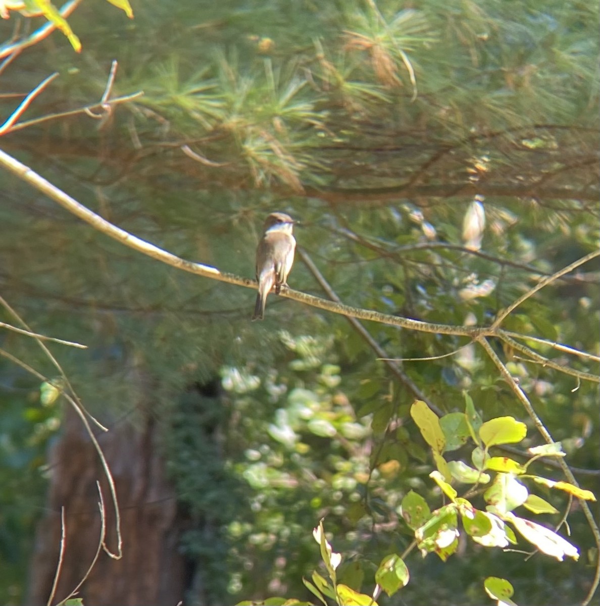 Eastern Phoebe - ML642774502