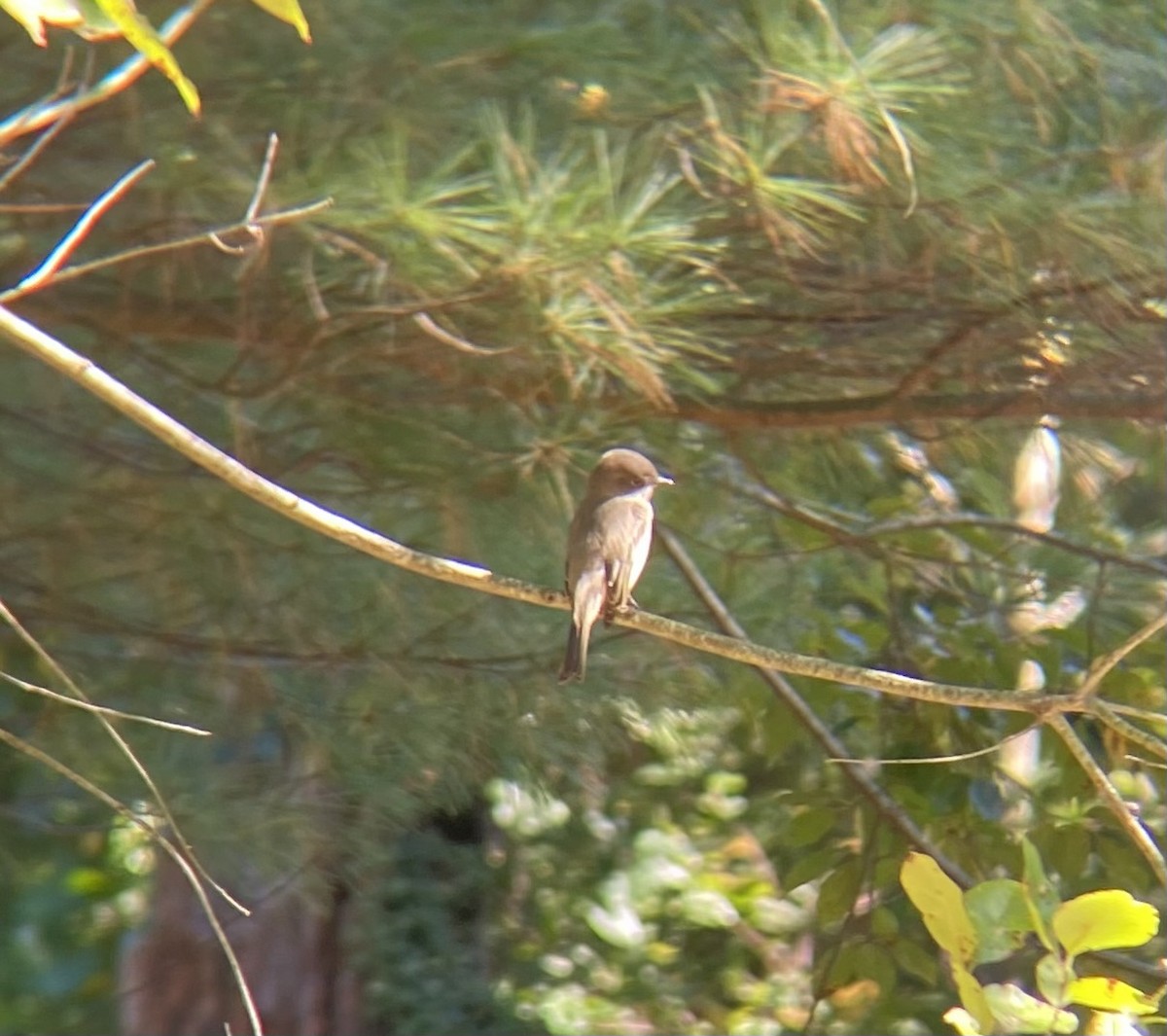 Eastern Phoebe - ML642774503