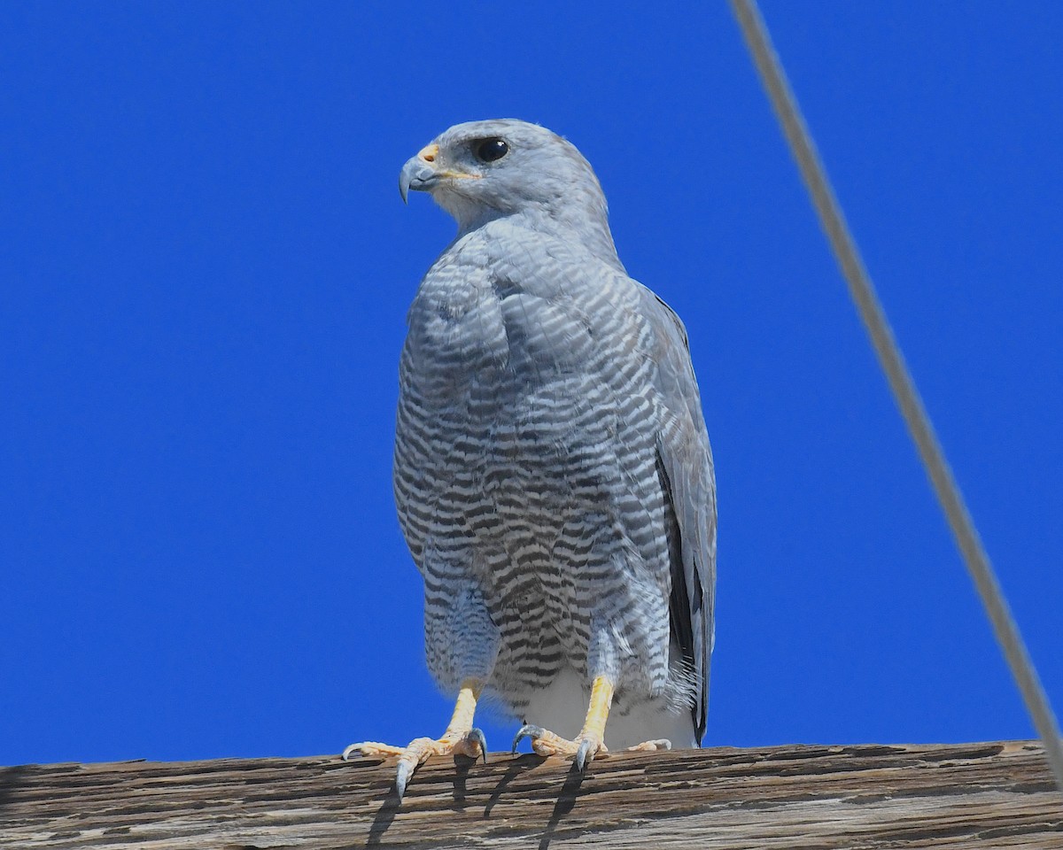Gray Hawk - ML642774508