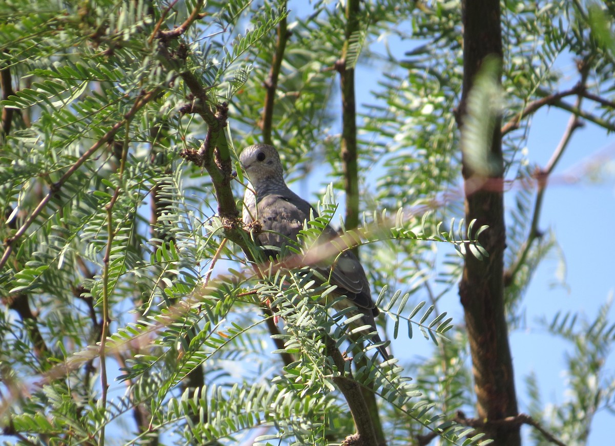 Common Ground Dove - ML642774515