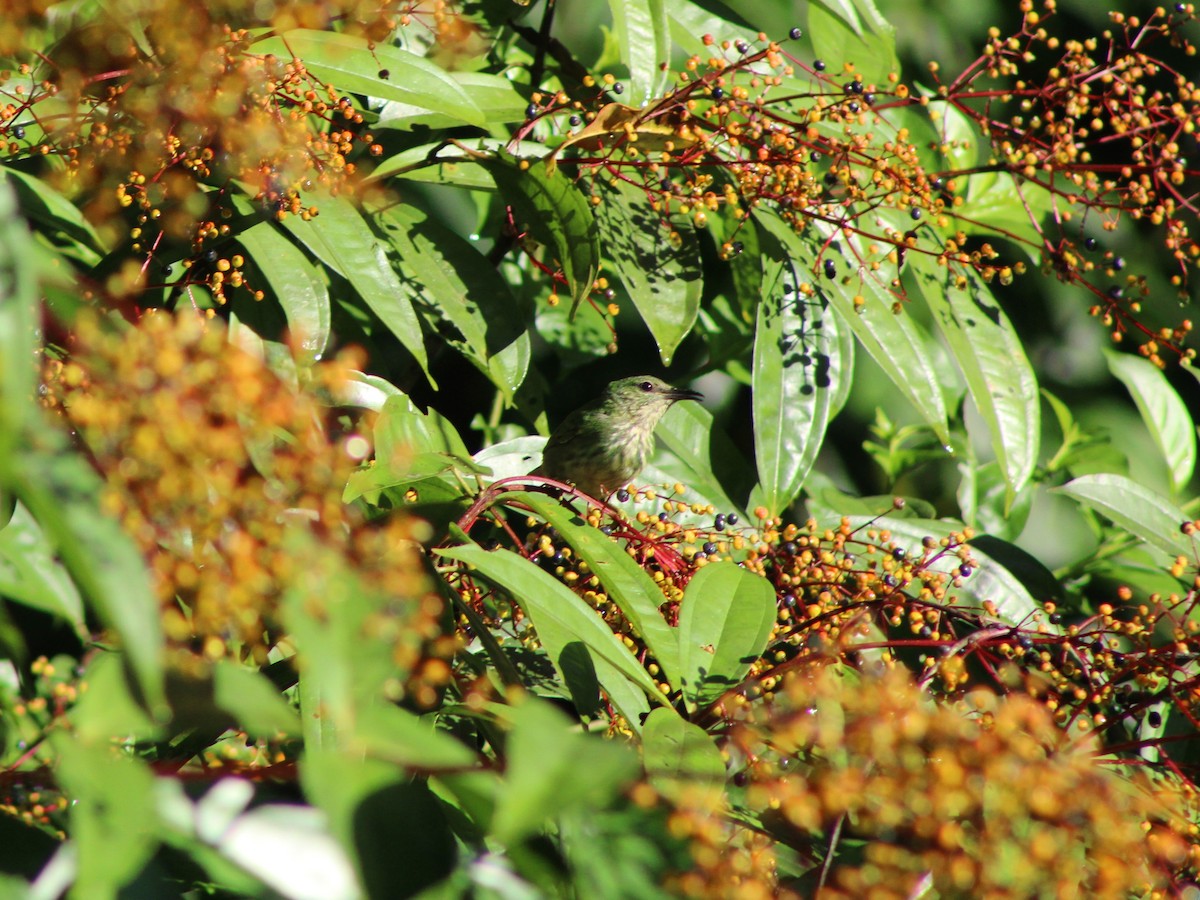 Shining Honeycreeper - ML642774522