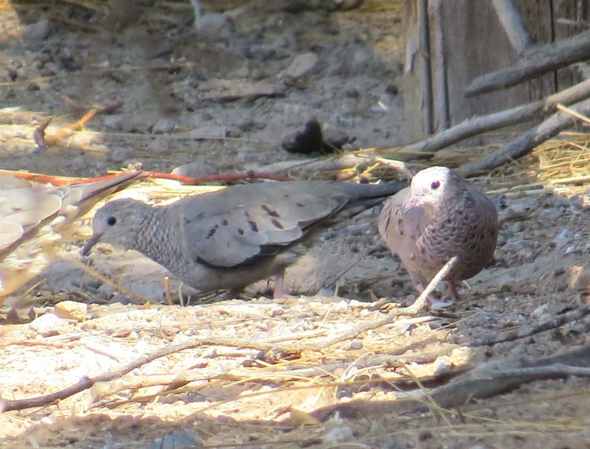 Common Ground Dove - ML642774523