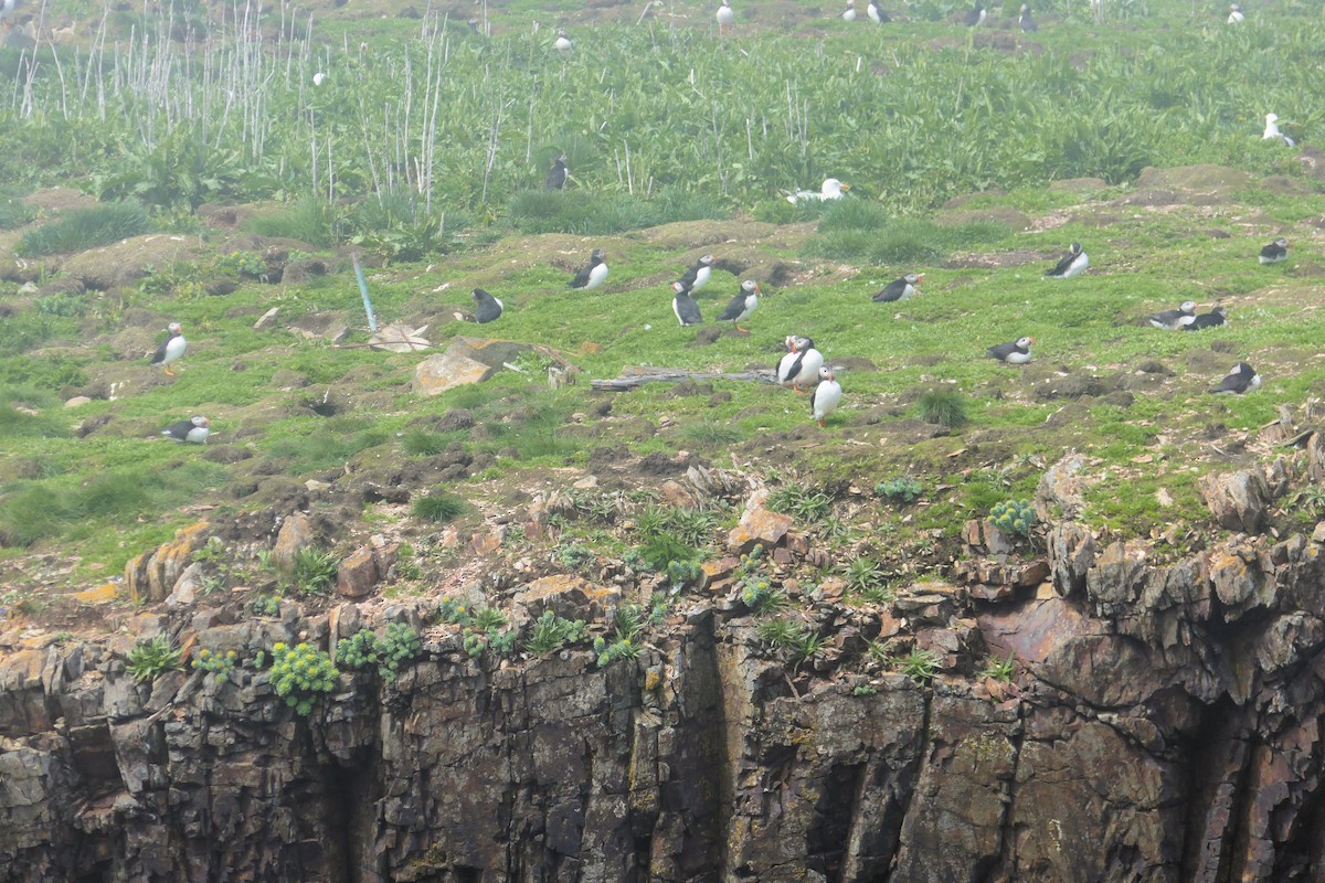 Atlantic Puffin - ML642774548