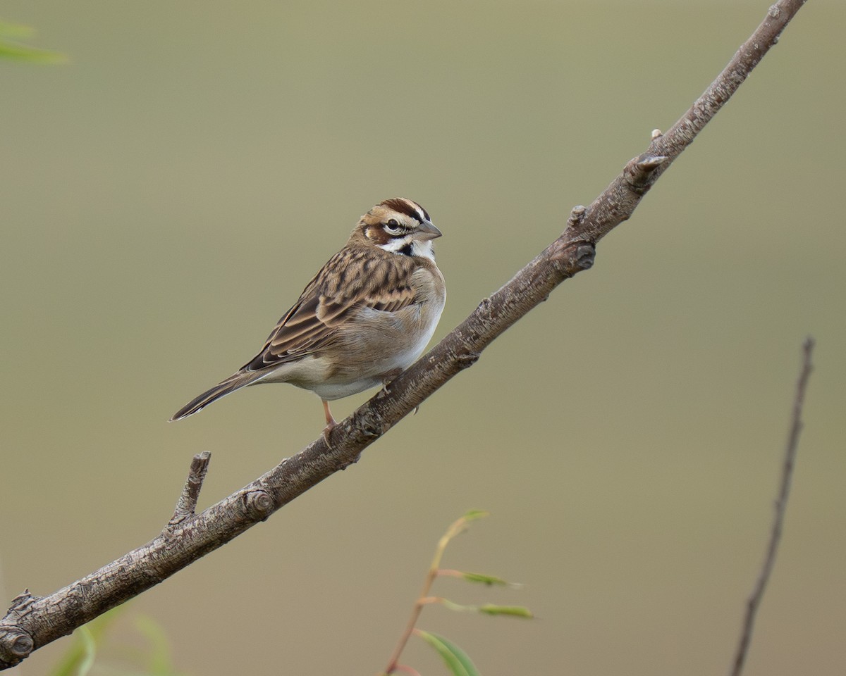 Lark Sparrow - ML642774552