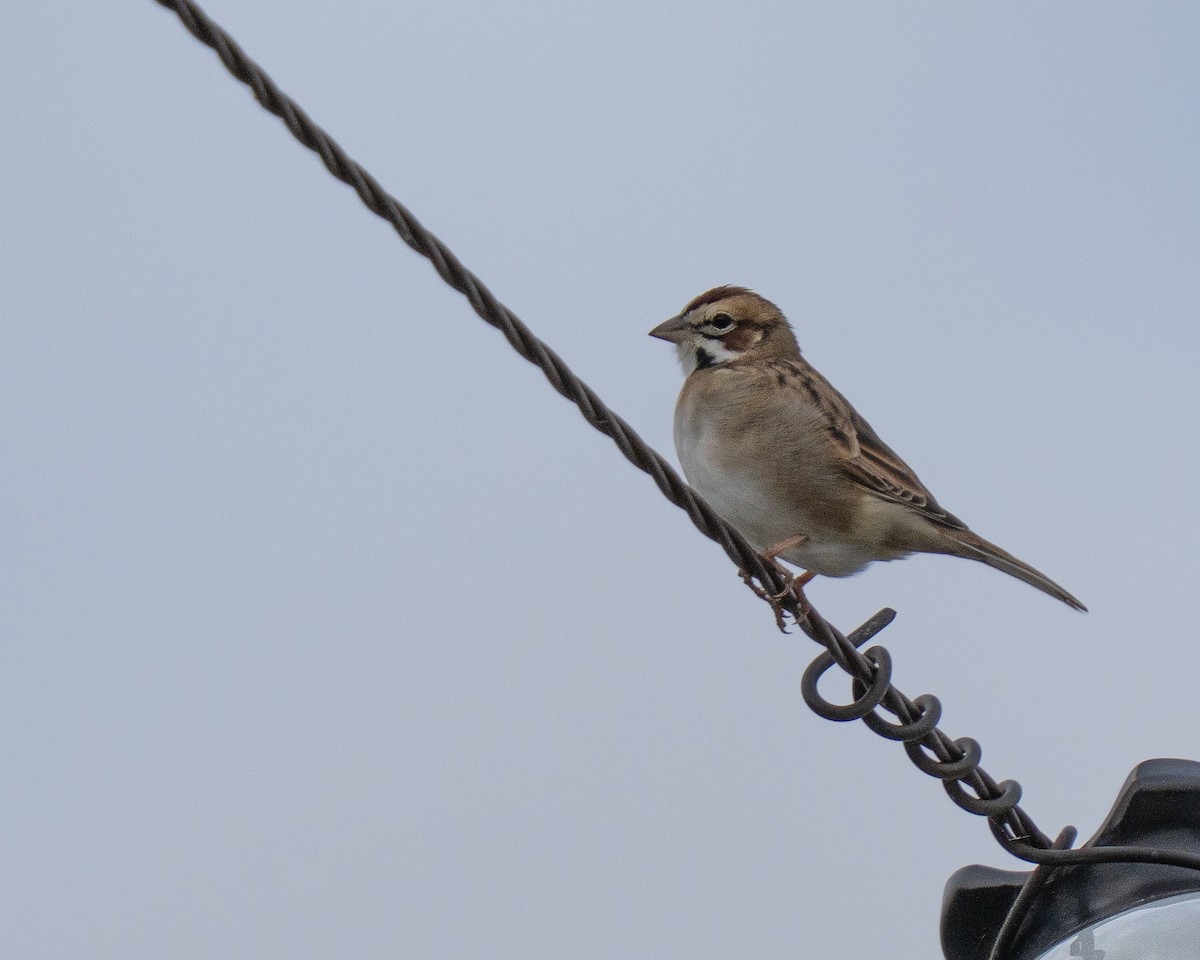 Lark Sparrow - ML642774553