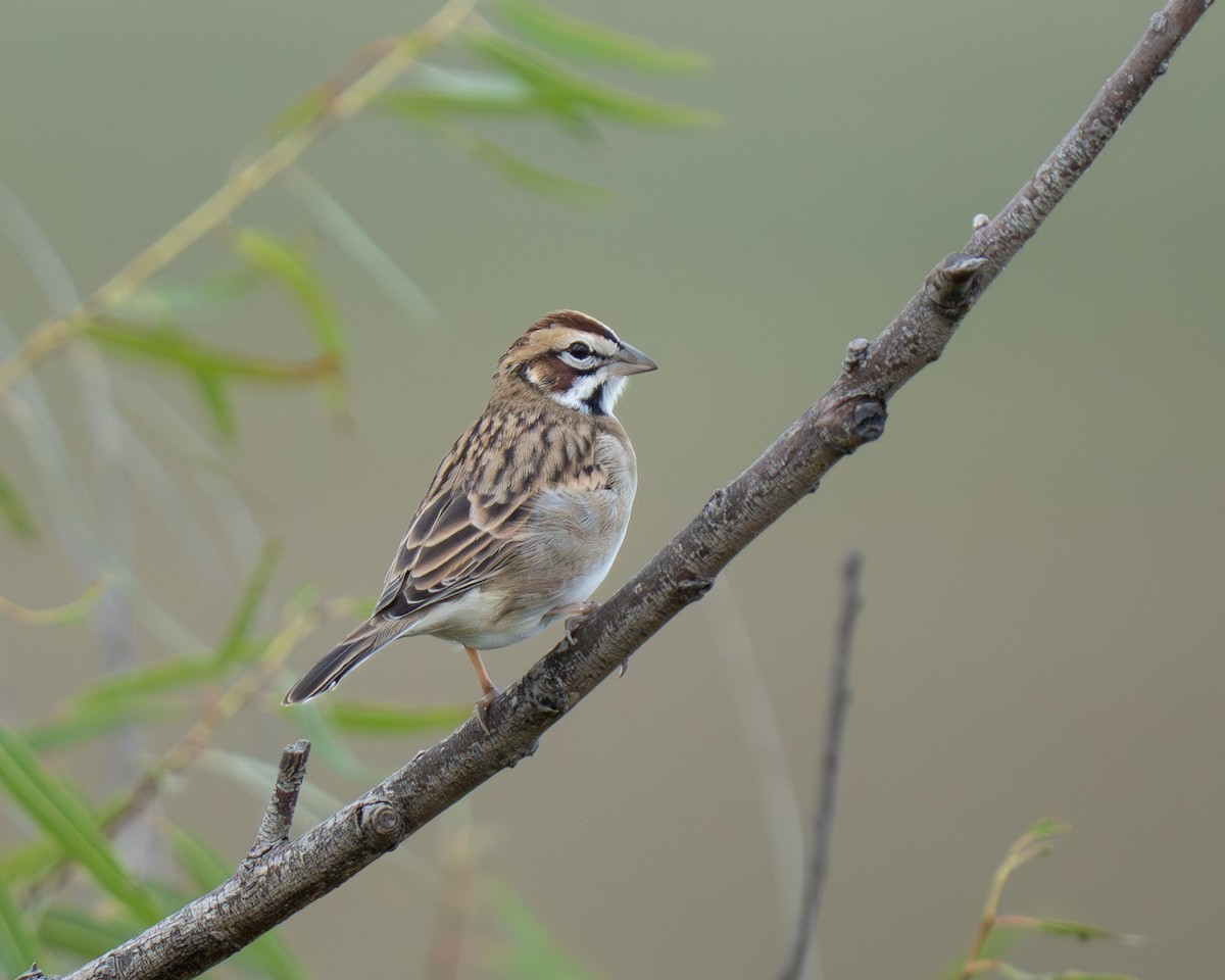 Lark Sparrow - ML642774554