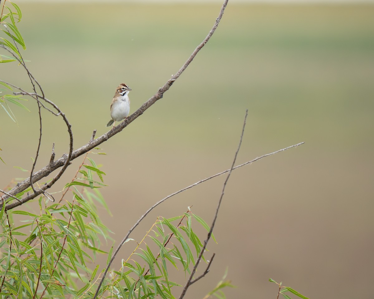 Lark Sparrow - ML642774555