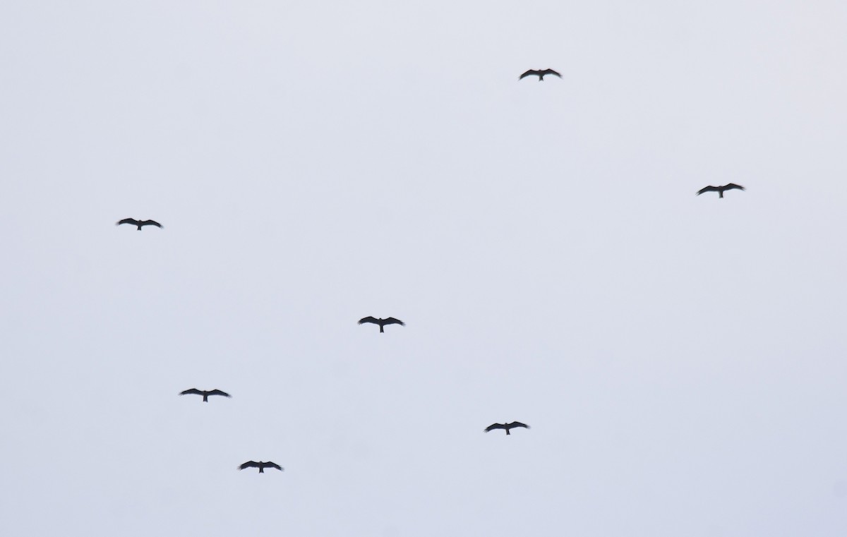 Сохор элээ - ML642774590