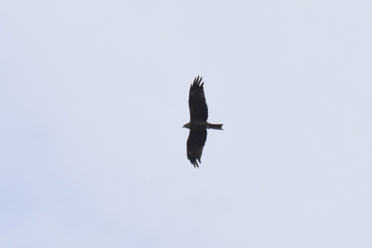 Сохор элээ - ML642774599