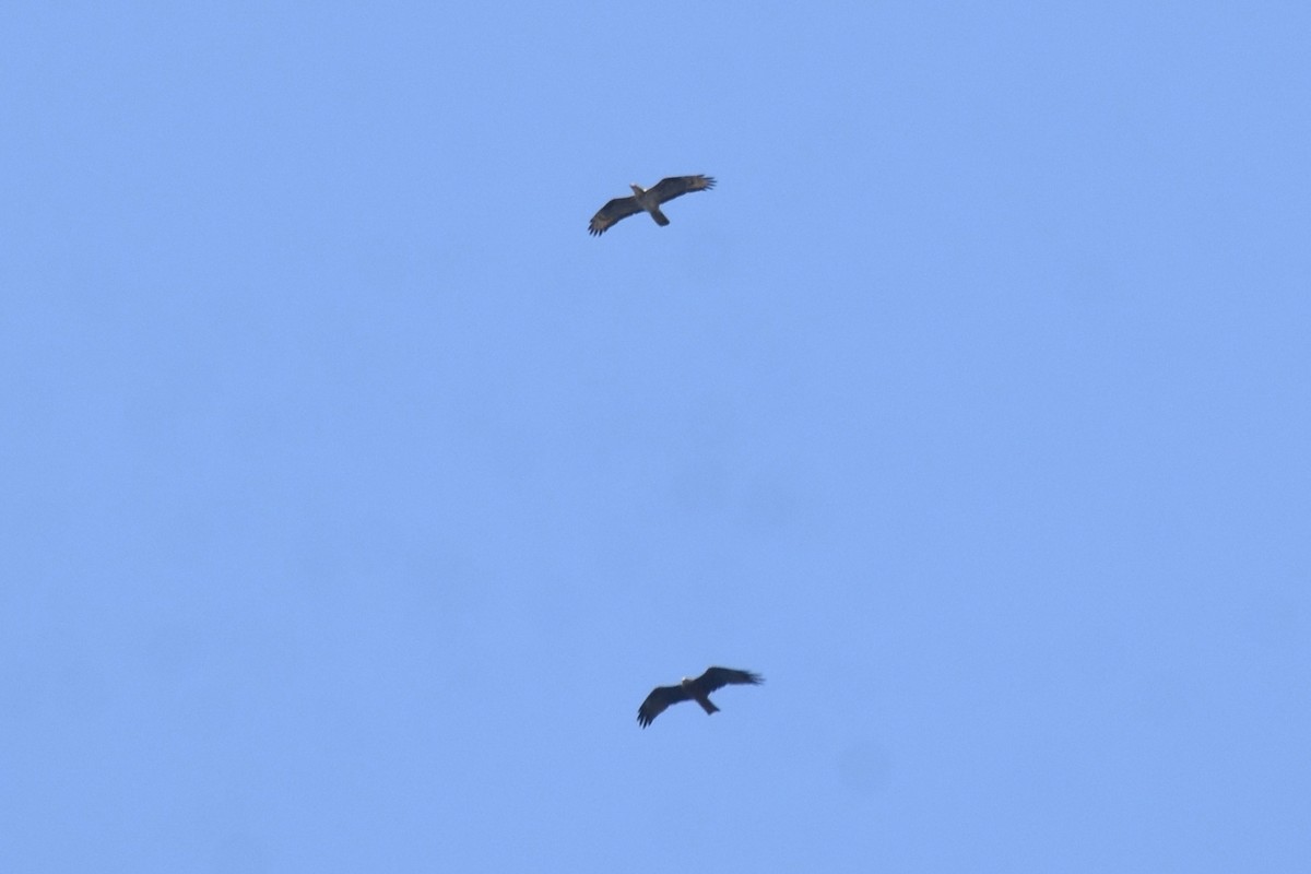 Сохор элээ - ML642774601