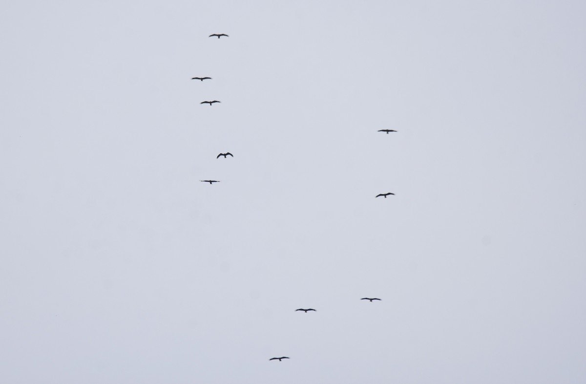 Сохор элээ - ML642774604