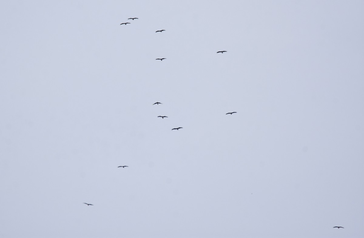 Сохор элээ - ML642774605