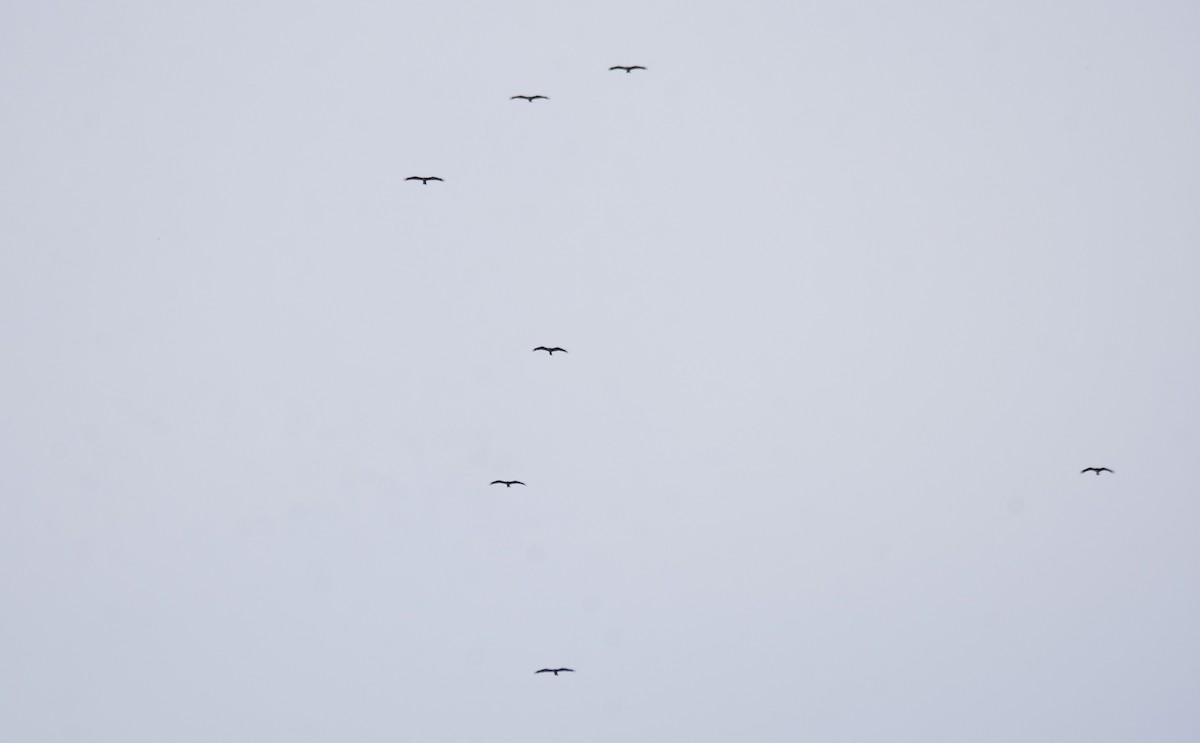 Сохор элээ - ML642774606