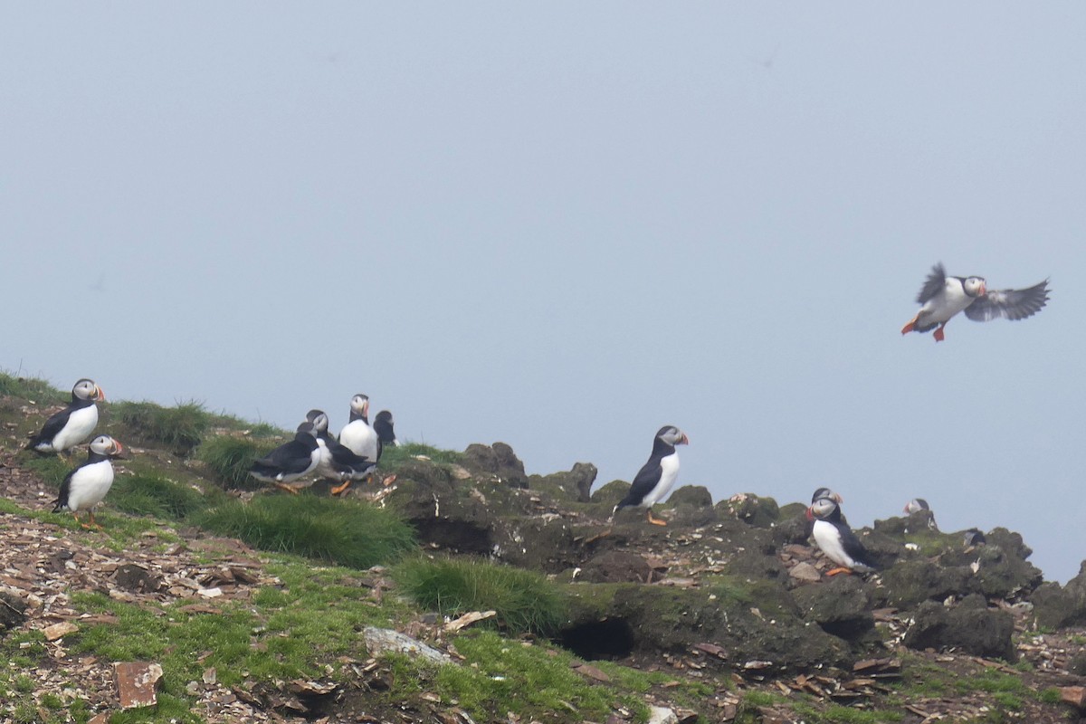 Atlantic Puffin - ML642774619