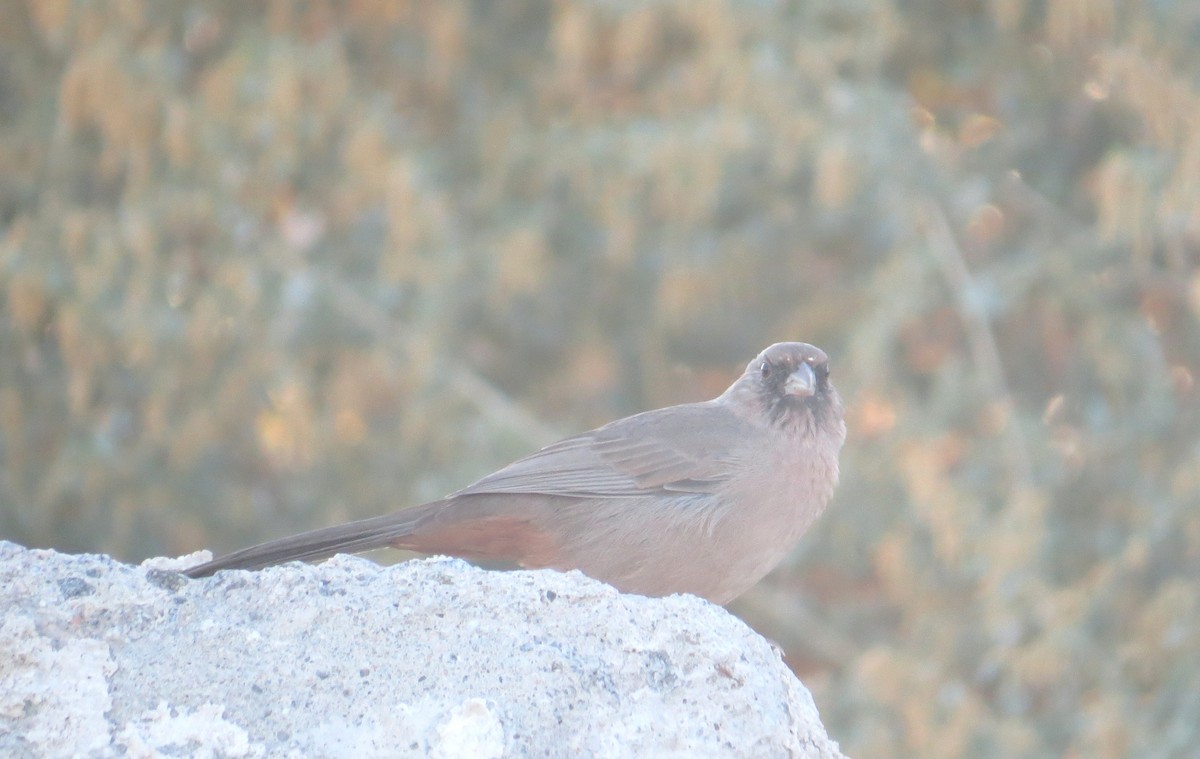 Abert's Towhee - ML642774620